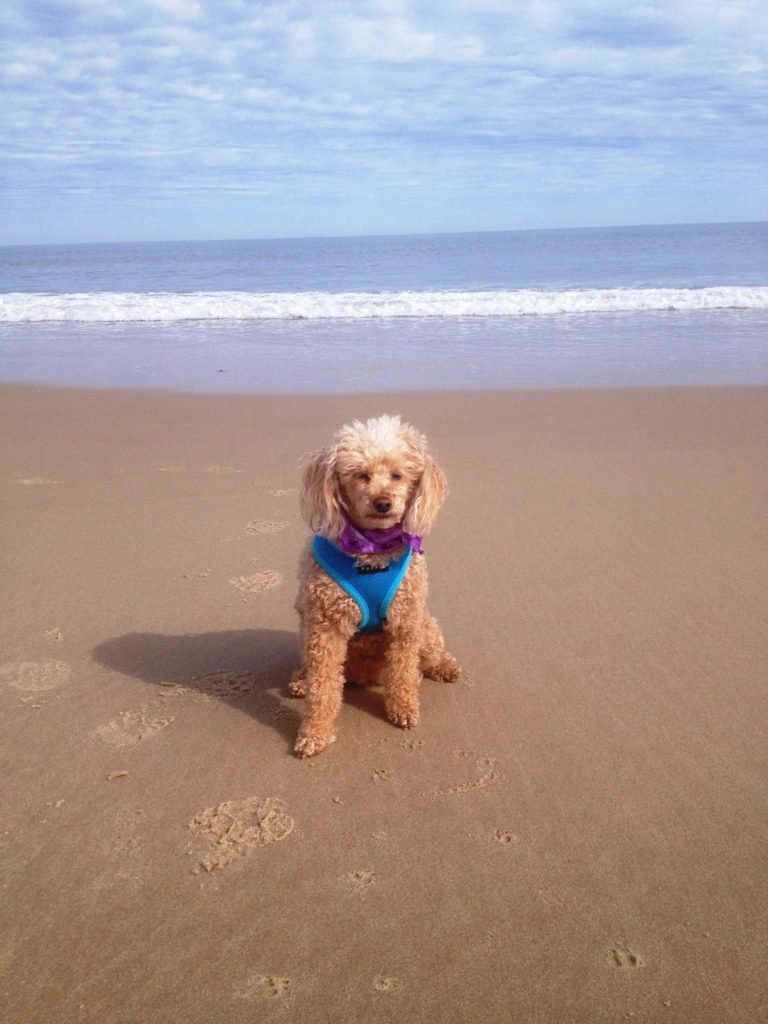 Why We Live Here . . . Dog-Friendly Beaches | Waterfront Homes for Sale - Delaware Waterfront