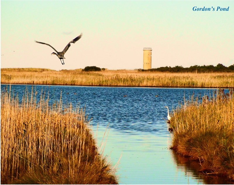 Coastal Delaware Trails